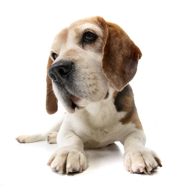 Estudio Adorable Beagle Tumbado Sobre Fondo Blanco — Foto de Stock