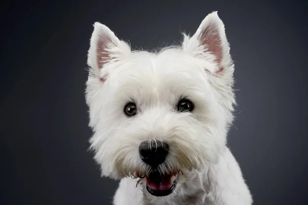 Portrait Cute West Highland White Terrier Studio Shot Isolated Grey — Stock Photo, Image