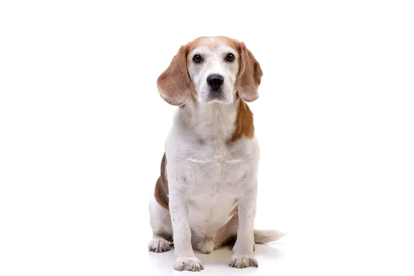 Estudio Adorable Beagle Sentado Sobre Fondo Blanco — Foto de Stock