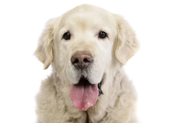 Porträtt Bedårande Golden Retriever Studio Skott Isolerad Vit — Stockfoto