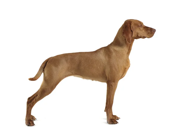 Macar vizsla beyaz bir arka planda standart