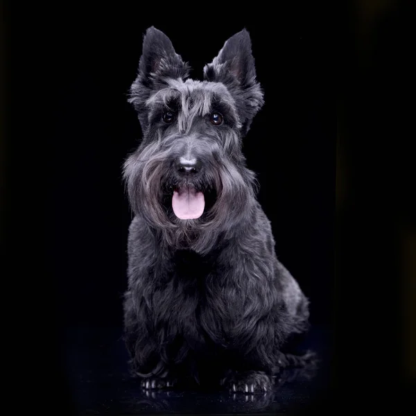 Strzał Studio Urocza Scottish Terrier Siedząc Czarnym Tle — Zdjęcie stockowe