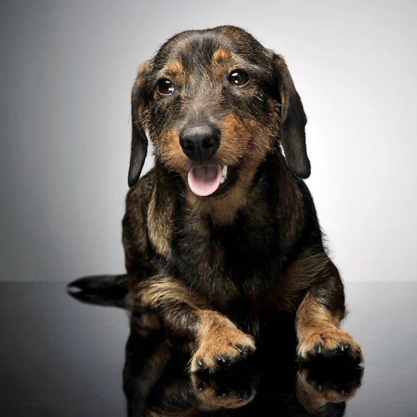 Fio Cabelo Dachshund Posando Estúdio Fotos — Fotografia de Stock