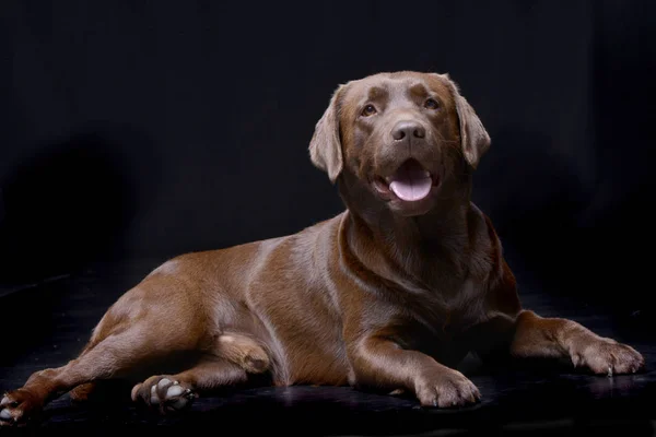 Studio Záběr Roztomilý Labradorský Retrívr Ležící Černém Pozadí — Stock fotografie