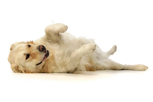 Studio Πυροβόλησε Ένα Αξιολάτρευτο Μικτή Φυλή Σκύλου Παίζει Λευκό Φόντο — Φωτογραφία Αρχείου