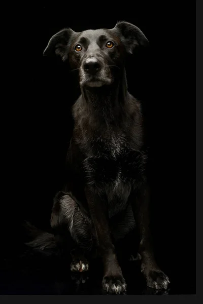 Студійний Знімок Чарівної Змішаної Собаки Сидить Чорному Тлі — стокове фото