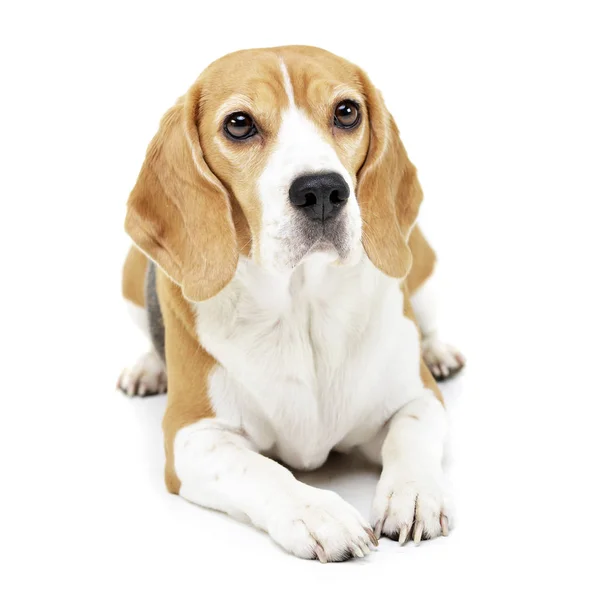 Estudio Adorable Beagle Tumbado Sobre Fondo Blanco — Foto de Stock