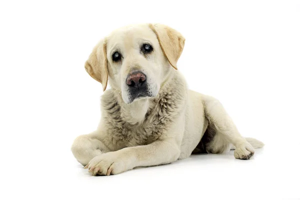 Estudio Adorable Labrador Retriever Ciego Tumbado Sobre Fondo Blanco —  Fotos de Stock