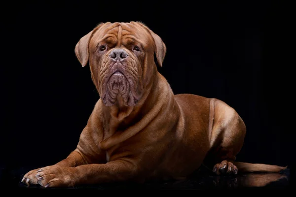 Studio Shot Adorable Dogue Bordeaux Lying Black Background — Stock Photo, Image