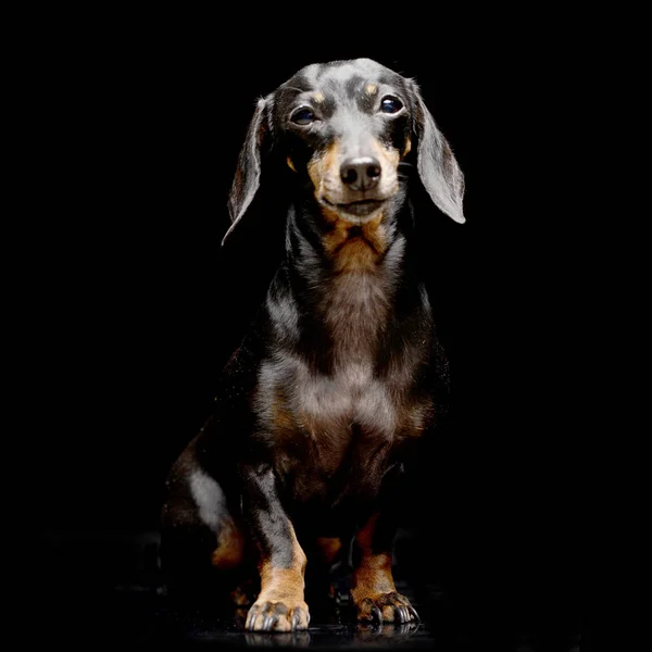 Estudio Adorable Dachshund Sentado Sobre Fondo Negro — Foto de Stock