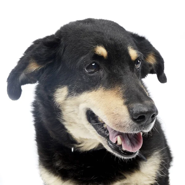 Портрет Чарівної Змішаної Собаки Породи Студійний Знімок Ізольований Білому — стокове фото