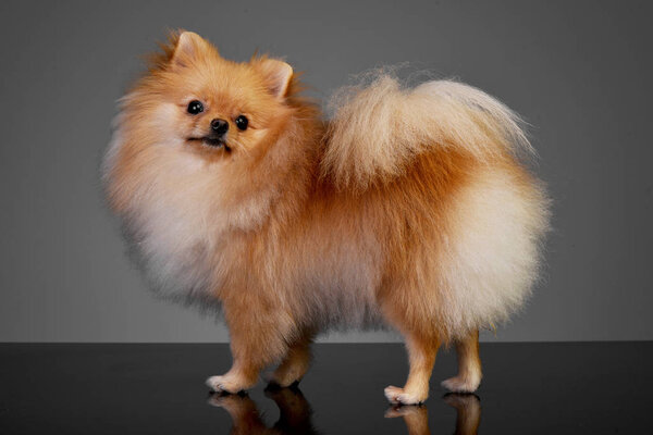 Studio shot of an adorable Pomeranian dog standing on grey background.
