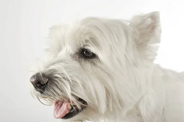 Δυτικά Highland Λευκού Σκύλου Πορτρέτων Στούντιο — Φωτογραφία Αρχείου