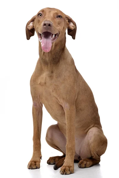 Studio Shot Adorable Mixed Breed Dog Sitting White Background — Stock Photo, Image