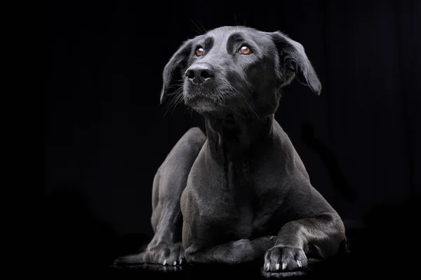 Estudio Disparo Perro Raza Mixta Adorable Acostado Sobre Fondo Negro —  Fotos de Stock