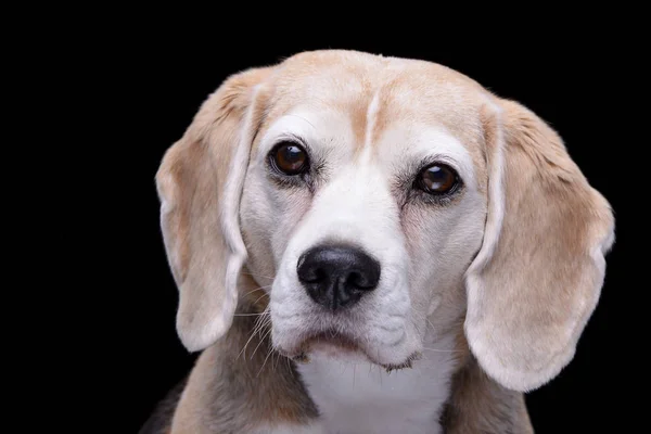 Retrato Adorable Beagle Aislado Sobre Fondo Negro — Foto de Stock