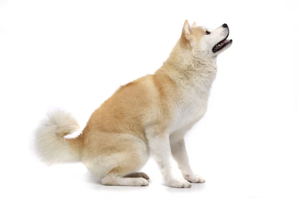 Estudio Adorable Akita Inu Sentado Sobre Fondo Blanco —  Fotos de Stock