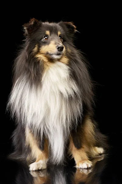 Studioaufnahme Eines Entzückenden Sheltie Auf Schwarzem Hintergrund — Stockfoto