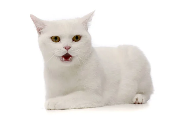 Студийный Снимок Очаровательного Домашнего Кота Лежащего Белом Фоне — стоковое фото