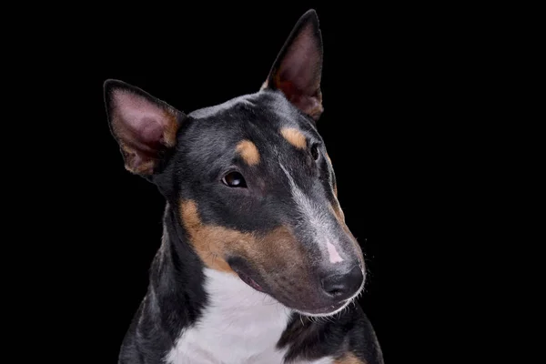 Retrato Adorable Bull Terrier Aislado Sobre Fondo Negro — Foto de Stock