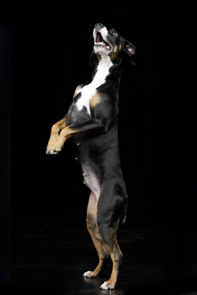 Een Schattig Gemengd Ras Hond Staande Twee Benen Studio Opname — Stockfoto