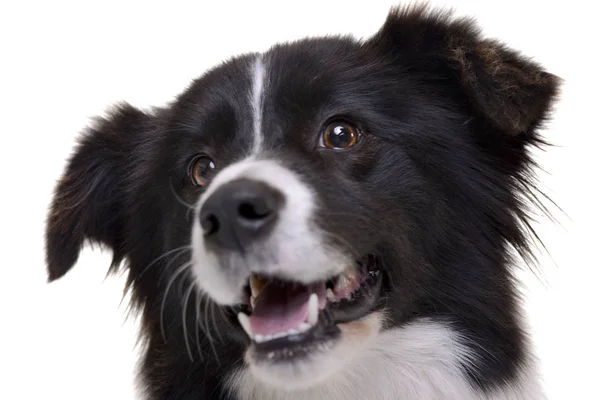 Portret Van Een Schattig Border Collie Geïsoleerd Witte Achtergrond — Stockfoto