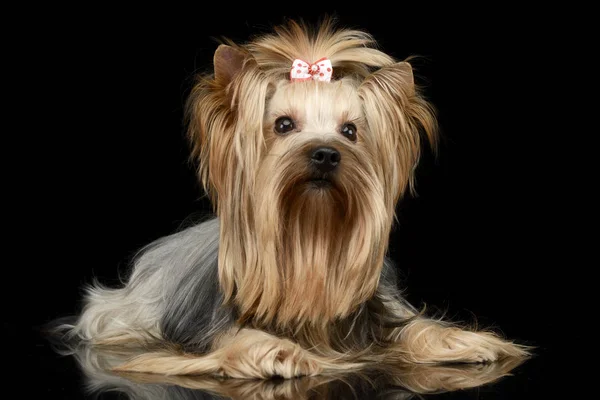 Pięknej Rasy Yorkshire Terrier Leżącego Podłodze Błyszczący Czarny Studio — Zdjęcie stockowe