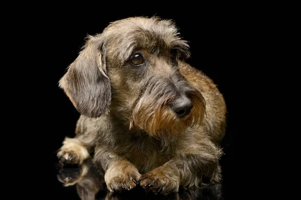 Studio Στιγμιότυπο Από Ένα Αξιολάτρευτο Είδος Γερμανικού Κυνηγετικού Σκύλου Που — Φωτογραφία Αρχείου
