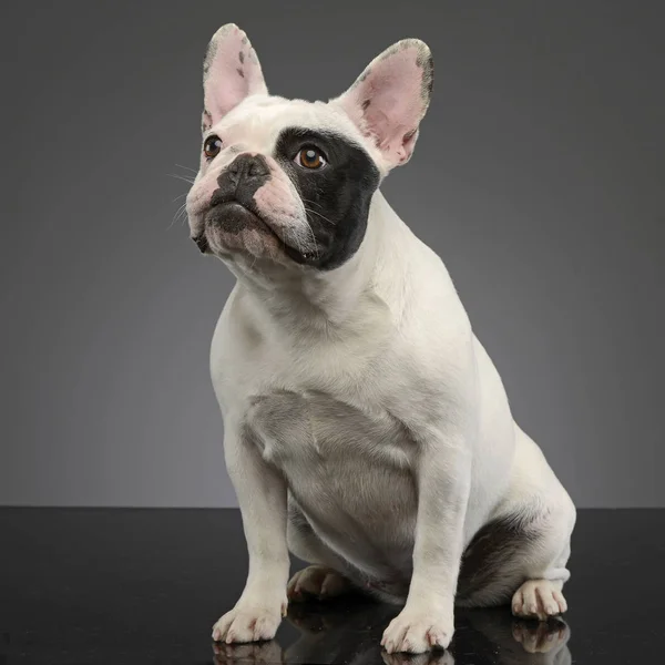 Estudio Adorable Bulldog Francés Sentado Sobre Fondo Gris — Foto de Stock