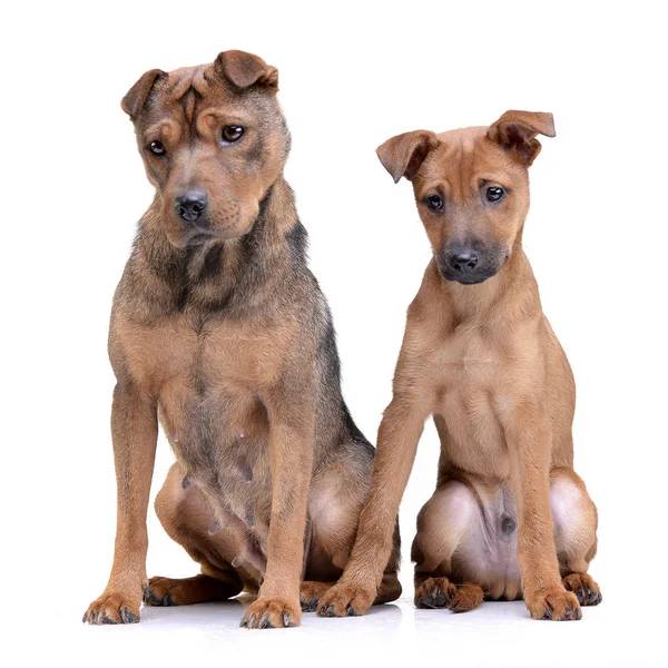 Студийный Снимок Двух Очаровательных Смешанной Породы Собака Сидит Белом Фоне — стоковое фото