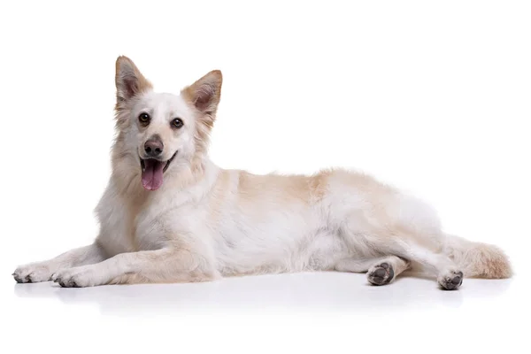 一室公寓拍摄一个可爱的混合品种的狗躺在白色背景 — 图库照片