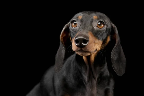 Retrato Cão Adorável Dachshund Tiro Estúdio Isolado Preto — Fotografia de Stock