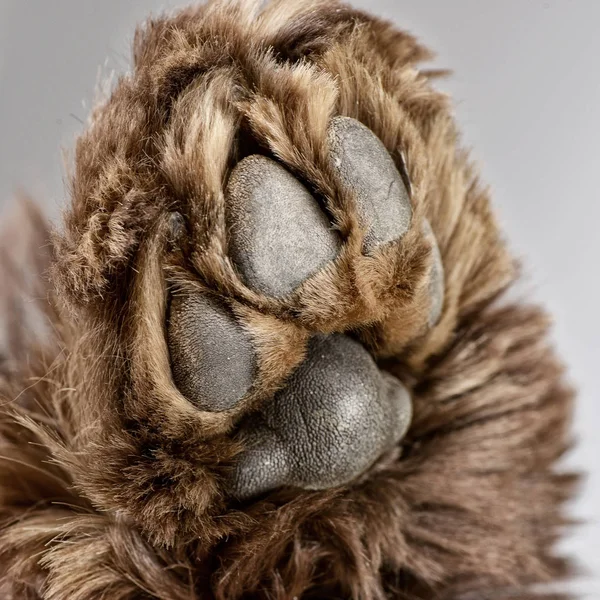 美国可卡犬的爪子 工作室拍摄的近镜头 隔离在灰色 — 图库照片