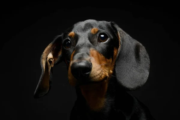 Puppy Gravhund Portræt Mørkt Studie - Stock-foto