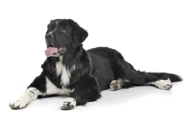 Studio Shot Adorable Mixed Breed Dog Lying White Background — Stock Photo, Image