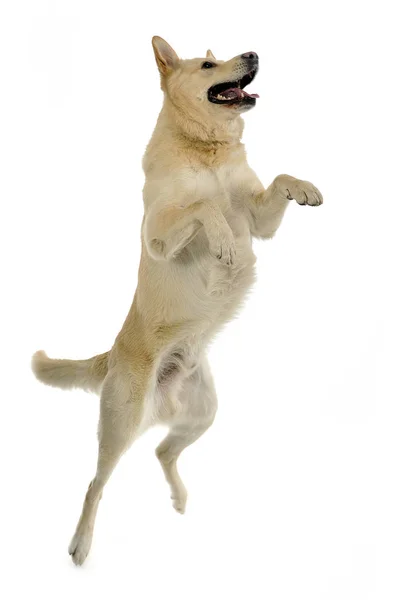 Смешанная Порода Смешной Лицо Собака Прыгать Студии — стоковое фото