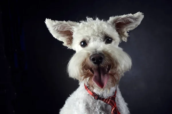 Funny Dog Flying Ears Portrait Dark Photo Studio — Stock Photo, Image