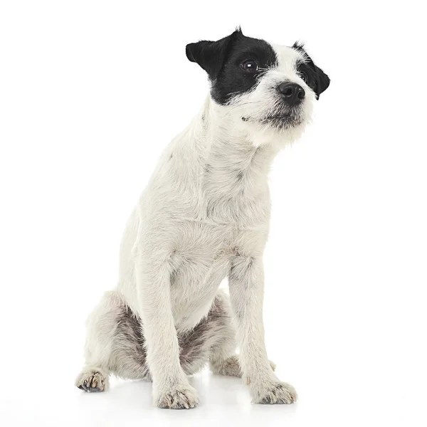 Pastor Russell Terrier Sentado Estudio Fotografía Blanco — Foto de Stock