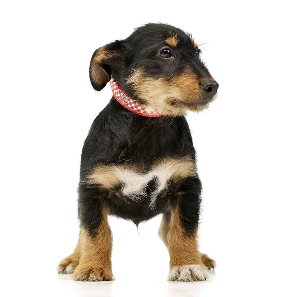 Estúdio Tiro Cão Raça Mista Adorável Sobre Fundo Branco — Fotografia de Stock