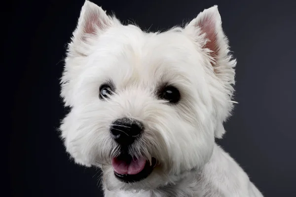 Szarym Tle Portret Ładny West Highland White Terrier Cukinia — Zdjęcie stockowe