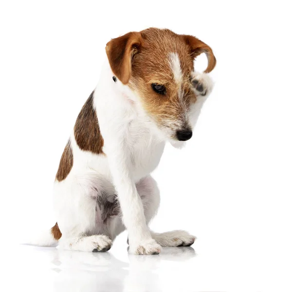 Çok güzel bir Jack Russell Terrier tırmalamak onun baş - studio vurdu, üzerinde beyaz izole.