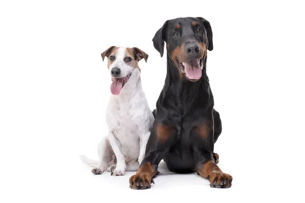 Çok Güzel Bir Jack Russell Terrier Beyaz Arka Plan Üzerinde — Stok fotoğraf