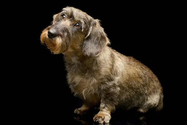 Studio Shot Van Een Schattig Teckel Zittend Zwarte Achtergrond — Stockfoto