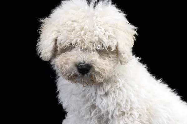 Retrato Cão Bonito Puli Tiro Estúdio Isolado Preto — Fotografia de Stock