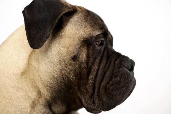 Porträtt Bedårande Bull Mastiff Studio Skott Isolerad Vit — Stockfoto