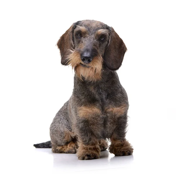 Estúdio Tiro Adorável Dachshund Sentado Sobre Fundo Branco — Fotografia de Stock