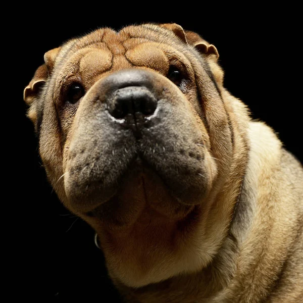 Very Nice Shar Pei Enjoy Studio Photo Shoot — Stock Photo, Image