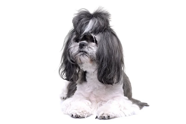 Studio Shot Adorable Shih Tzu Dog Lying White Background — Stock Photo, Image