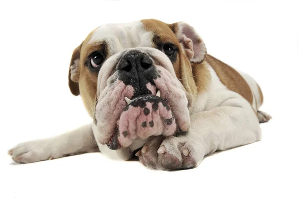 Funny English Bulldog Enjoy Photo Studio — Stock Photo, Image
