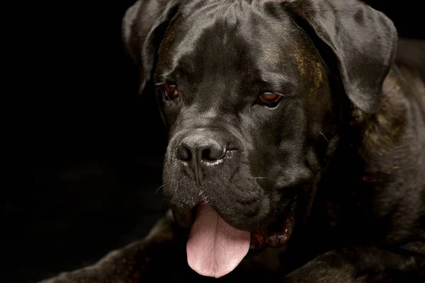 Çok Güzel Bir Cane Corso Atış Stüdyo Portre Siyah Izole — Stok fotoğraf